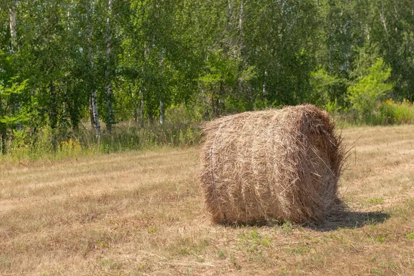 Haystack rolls on agriculture field landscape. Haystack harvesting field. — Stock Photo, Image