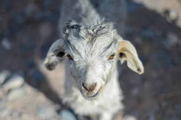 Retrato de una cabra con fondo bokeh y borroso —  Fotos de Stock