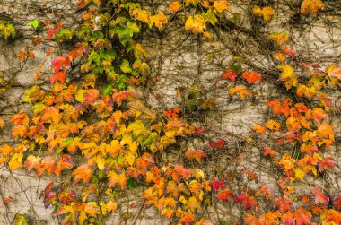 Sarı, kırmızı ve yeşil sonbahar yapraklarının arka planı