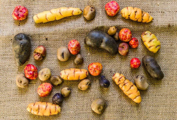 Pommes de terre et tubercules boliviens et péruviens colorés sur fond brun rustique — Photo