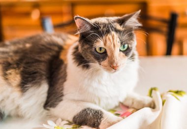 Güzel ve sevimli üç renkli calico kedi. Seçici odaklama