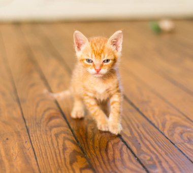 Sevimli turuncu tabby kedi oynarken fotoğraf