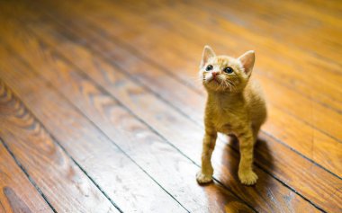Sevimli turuncu tabby kedi oynarken fotoğraf