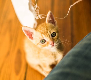 Sevimli turuncu tabby kedi oynarken fotoğraf