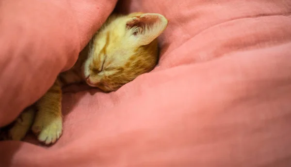 Naranja tabby gatito gato durmiendo en lindo manera — Foto de Stock