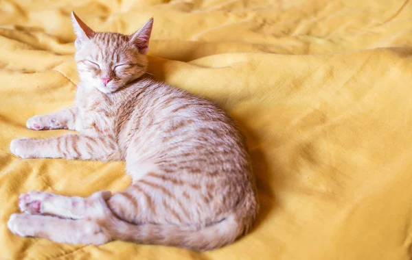 Nær en søt, oransje katt som sover – stockfoto