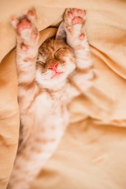 Yakın yukarı bir sevimli turuncu tekir Kitty kedi uyku