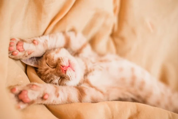 Yakın yukarı bir sevimli turuncu tekir Kitty kedi uyku — Stok fotoğraf