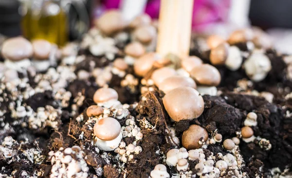 Przycisk grzyby rosnące z grzybni grzyb na rynku żywności ulicznej — Zdjęcie stockowe