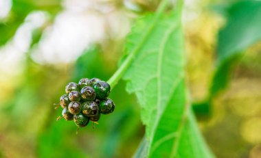 Güneşli bir günde bilinmeyen bir bitkinin renkli meyveleri..