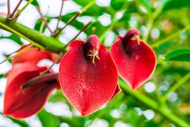 Güneşli bir günde ormandaki renkli kırmızı çiçek.