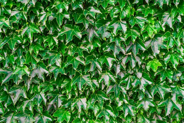 Абстрактный естественный фон зеленых ярких листьев . — стоковое фото