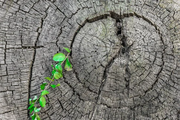 Offenherziger Hintergrund eines Baumes alter Holzstumpf mit grüner Pflanze, die darauf wächst. — Stockfoto