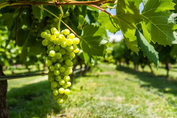 Білий виноград на винограднику в Мендозі в сонячний день.. Стокове Фото