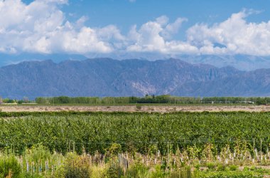 Gökyüzünün mavi olduğu güneşli bir günde Mendoza 'da bir üzüm bağında asma bitkileri.