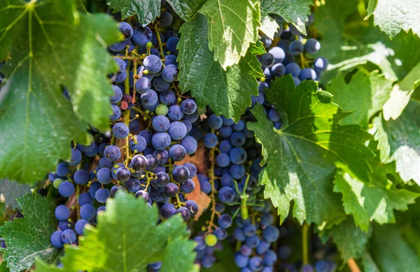 Red wine grapes on a vine in a vineyard in Mendoza on a sunny day, — Stock Photo, Image