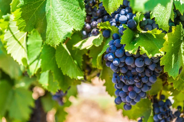 Vins rouges sur une vigne dans un vignoble de Mendoza par une journée ensoleillée , — Photo