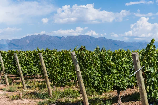 Plantes de vigne dans un vignoble à Mendoza par une journée ensoleillée avec un ciel bleu . — Photo