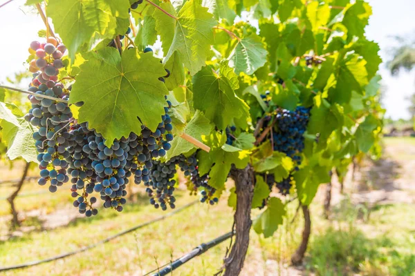 晴れた日にメンドーサのブドウ畑で赤ワインのブドウ, — ストック写真