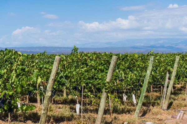Plantas de vid en un viñedo de Mendoza en un día soleado con cielo azul . — Foto de Stock