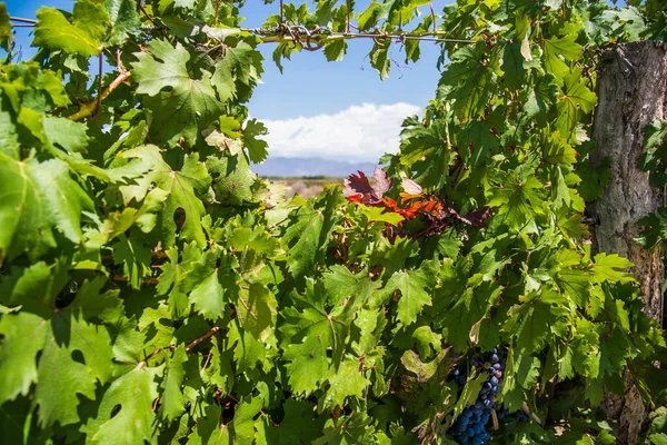 Vine plants in a vineyard in Mendoza on a sunny day with blue sky.