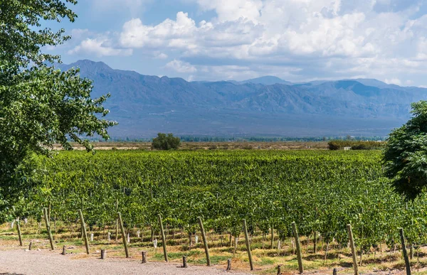 Plantas de vid en un viñedo de Mendoza en un día soleado con cielo azul . — Foto de Stock