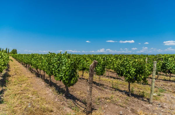 Plantas de vid en un viñedo de Mendoza en un día soleado con cielo azul . — Foto de Stock