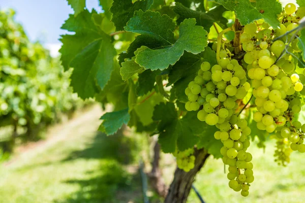 Білий виноград на винограднику в Мендозі в сонячний день.. Стокова Картинка