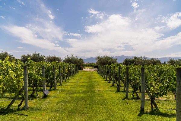 Plantas de vid en un viñedo de Mendoza en un día soleado con cielo azul . — Foto de Stock