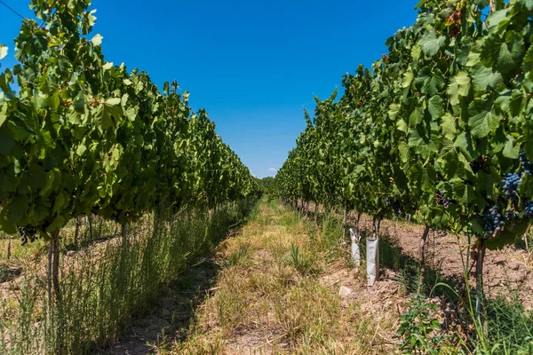 Gökyüzünün mavi olduğu güneşli bir günde Mendoza 'da bir üzüm bağında asma bitkileri.