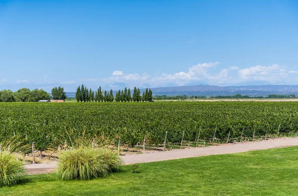 Wijnstokken in een wijngaard in Mendoza op een zonnige dag met blauwe lucht. — Stockfoto