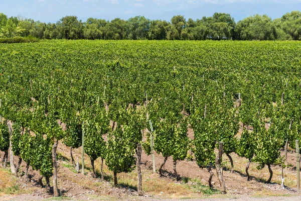 Plantes de vigne dans un vignoble à Mendoza par une journée ensoleillée avec un ciel bleu . — Photo