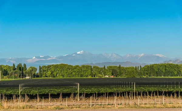 Vignobles Mendoza Arrière Plan Des Andes — Photo