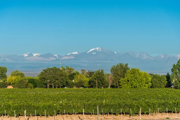Vignobles à Mendoza à l'arrière-plan des Andes. — Photo
