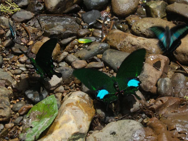 butterfly Pangsida
