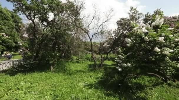 Wiosenne Kwitnienia Drzew Parku Moskwa Liliowy Głóg Rozkwicie Ogród Wczesną — Wideo stockowe