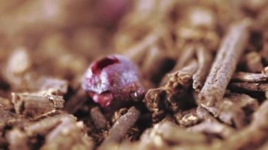 Ivan-Çay üzümü ile