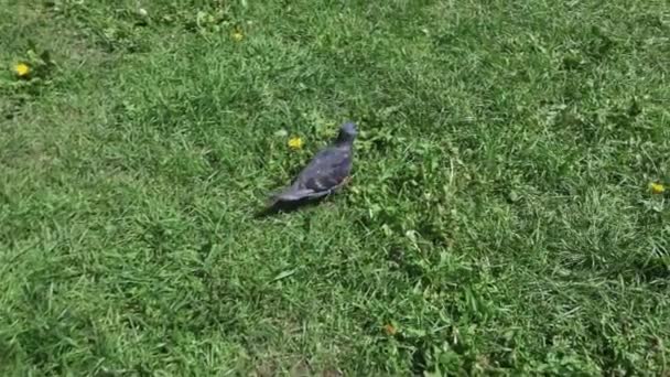 Taube auf dem Gras — Stockvideo