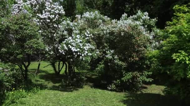 Giardino lilla a Mosca — Video Stock