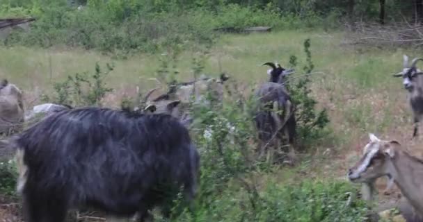 Pasoucí se kozy v přírodě — Stock video