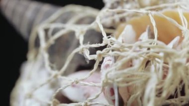 Deniz kabuklarını toplu kümesi