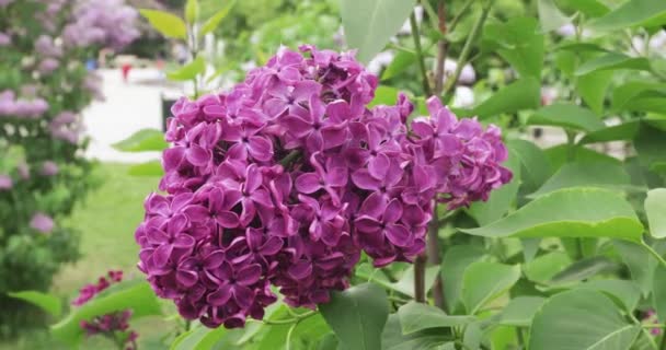 Lilac garden in Moscow — Stock Video