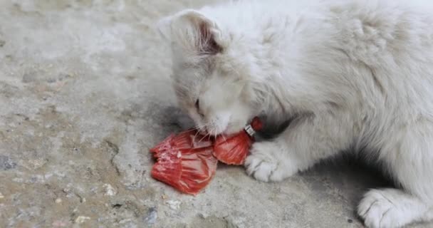 Котёнок ест колбасу. — стоковое видео
