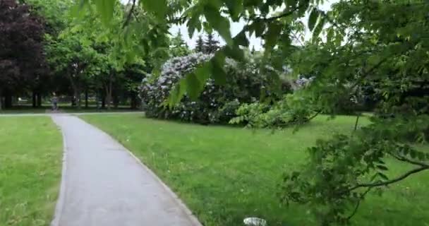 Liliowy ogród w Moskwie — Wideo stockowe