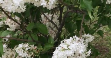 Moskova'da leylak Bahçe