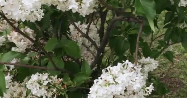 Lilac garden in Moscow — Stock Video