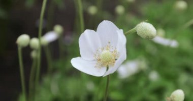 Anemone Ormanı Çiçeği