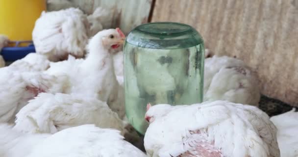 Κοτόπουλα κρεατοπαραγωγής στο κλουβί — Αρχείο Βίντεο