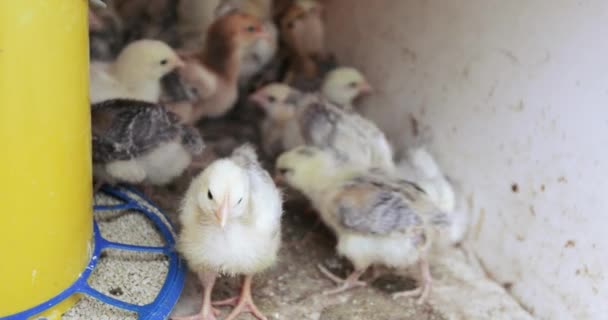 Pequenas galinhas no aviário — Vídeo de Stock