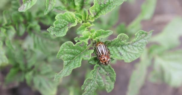 Colorado potato beetles — Stock Video